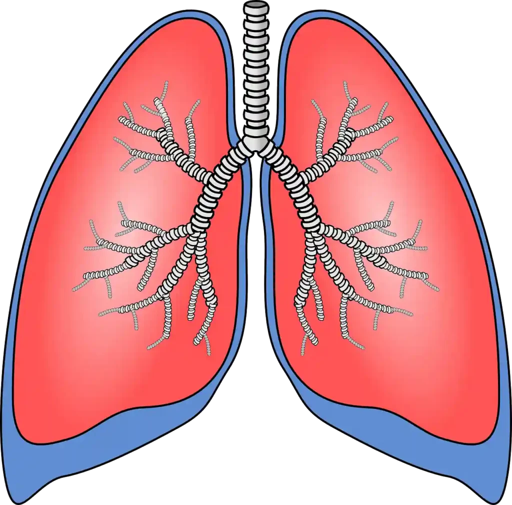 Grafika przedstawiająca płuca człowieka